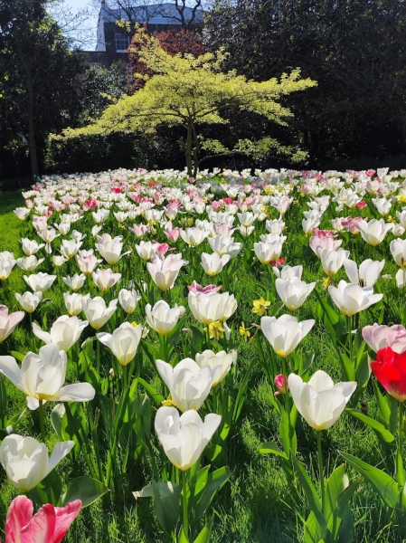 Edwardes Square